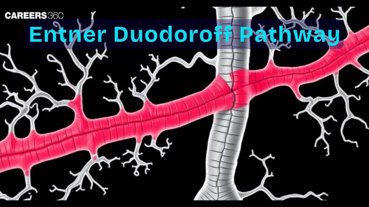 Entner Doudoroff Pathway: overview, diagram, steps, products